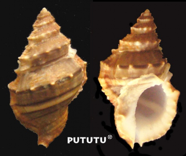 Bursidae Alchetron, The Free Social Encyclopedia